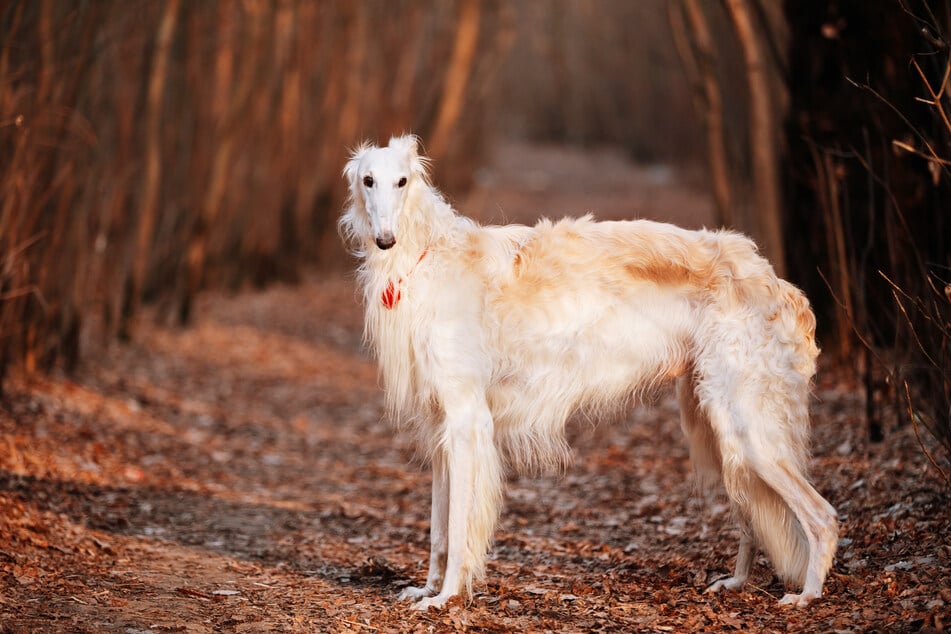 Borzois are huge, a symbol of Russian aristocracy, and also known as the Russian Wolfhound.