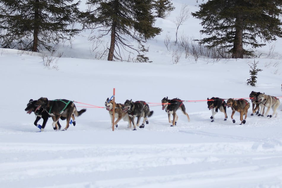 Two dogs have died in the 2024 Iditarod sled race, marking the first canine fatalities since 2019 (file photo).