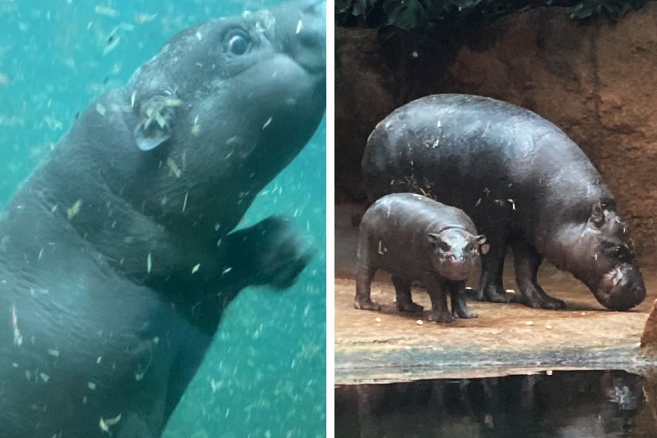 Unfassbar süß! Baby-Hippo Toni auf erstem Tauchgang im Berliner Zoo