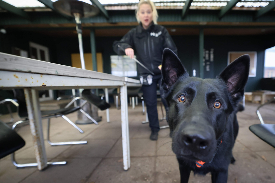 Spürhund Joker hat einen ganz besonderen Schnüffel-Auftrag