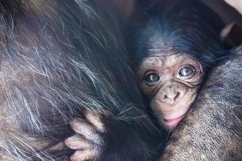 Es ist ein Mädchen! Baby-Schimpanse im Tierpark Hellabrunn sucht Namen