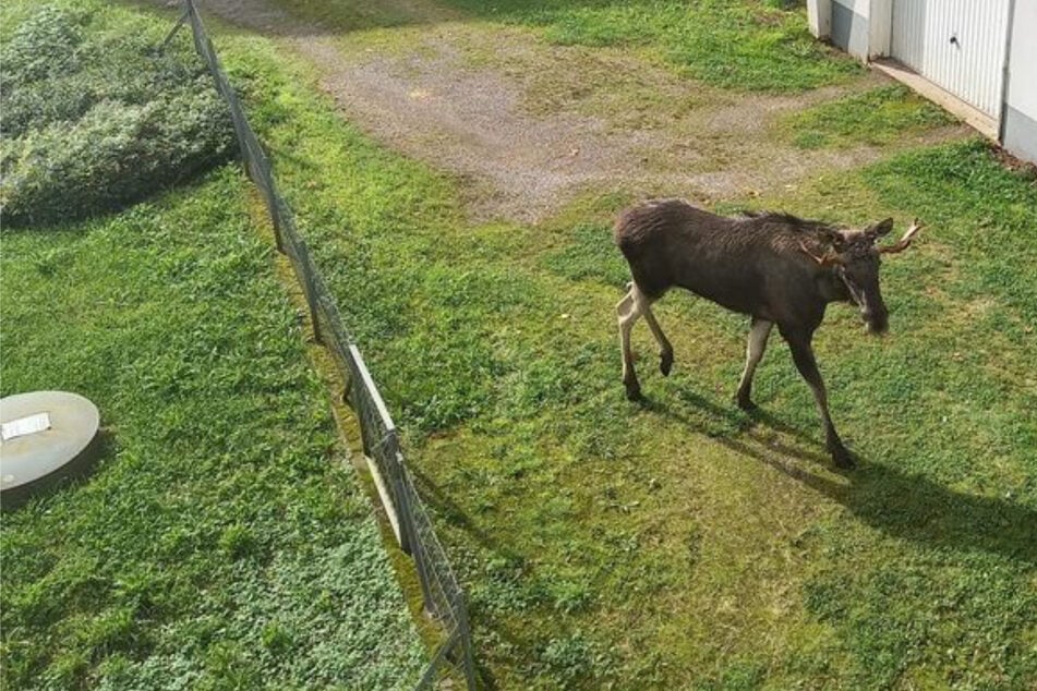 Después de una curiosa observación: Este es el nombre que debe llevar el alce del Bosque Negro.