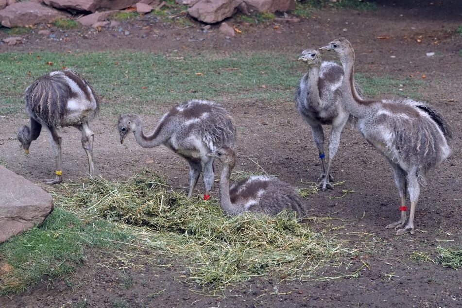 Die fünf Nandu-Jungtiere dürfen ab sofort auch die Leipziger Zoo-Außenanlage erkunden.