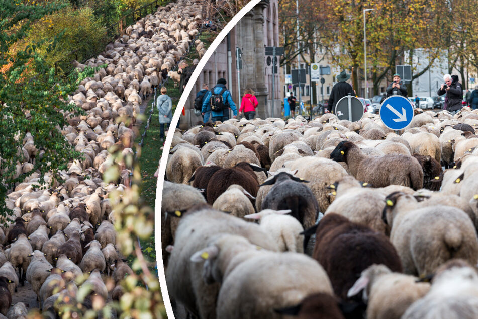 600 Schafe mitten in der Stadt! Was ist hier los?