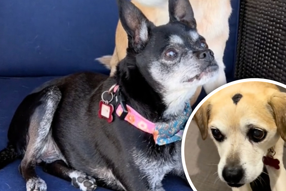 Hunde-Duo berührt das Internet: Warum haben die Tiere einen dunklen Fleck auf dem Kopf?