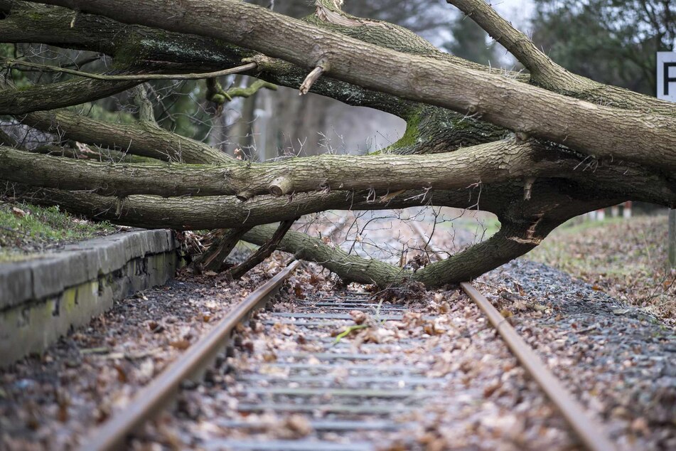 Umgestürzte Bäume legen Zugverkehr im Norden lahm: Deutsche Bahn lässt Fernverkehr wieder anlaufen