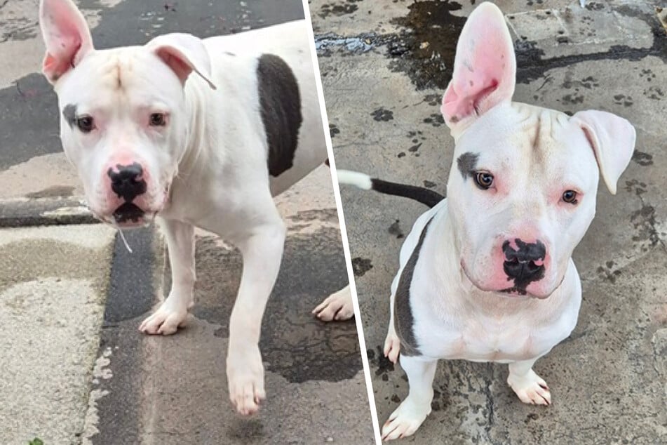 Cachorro expulsado por haber crecido demasiado: ¿Quién le dará a Jack una segunda oportunidad?