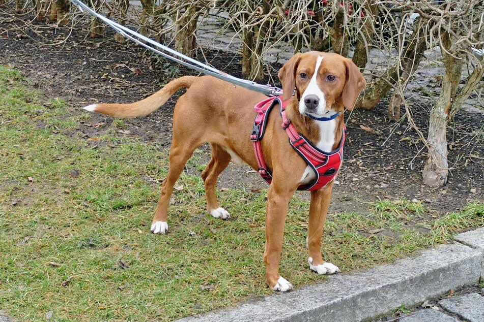 Rüde Cap hofft auf Halter, die bereits Erfahrung im Umgang mit Hunden haben.