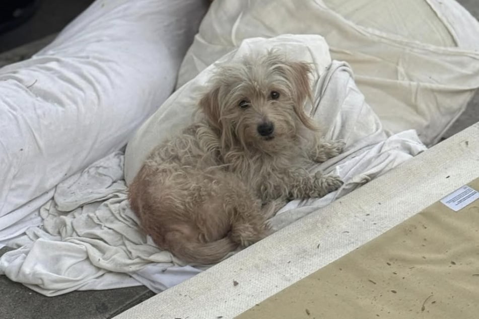 Der kleine Hund war völlig verängstigt, als Suzette Hall ihn fand.