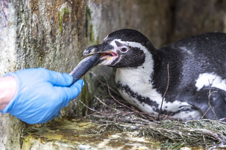 Auch die brütenden Pingus bekommen ihren Salzhering gereicht.