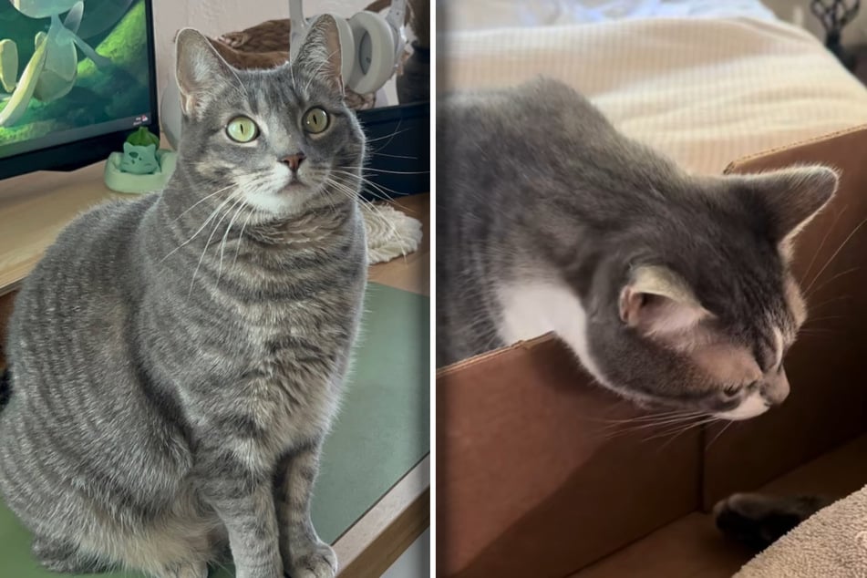 Katze "Mama" (l.) ist kürzlich verstorben. Katze "Sis" (r.) nahm herzzerreißend Abschied von ihr.