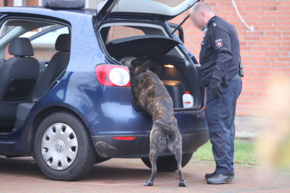 Ein Polizeihund schnüffelt im Kofferraum eines Autos.