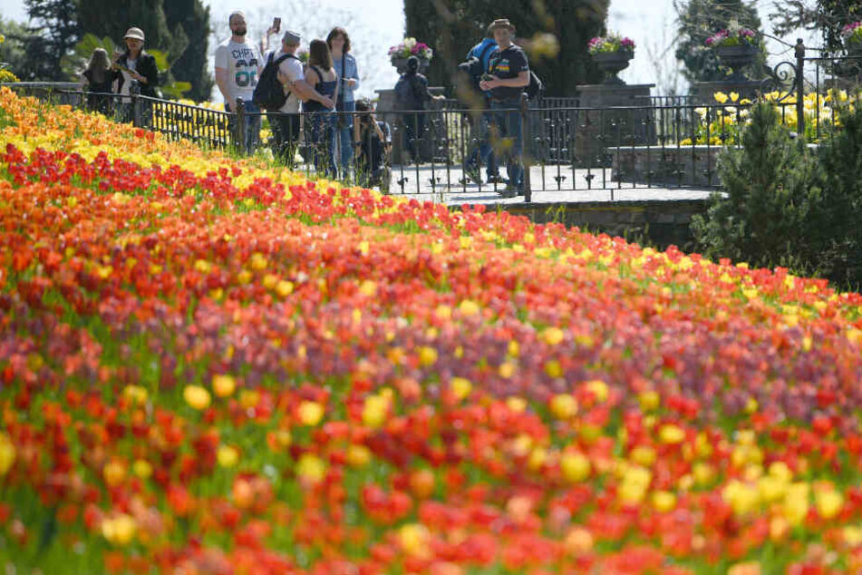 Die Mainau ist für ihre Blumenpracht bekannt.