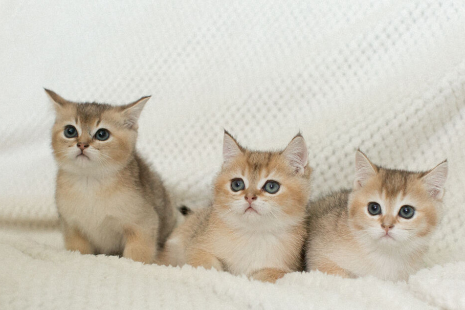 Katzenbabys In Schrottpresse Gesteckt Das Ende Der Geschichte Ruhrt Zu Tranen Tag24