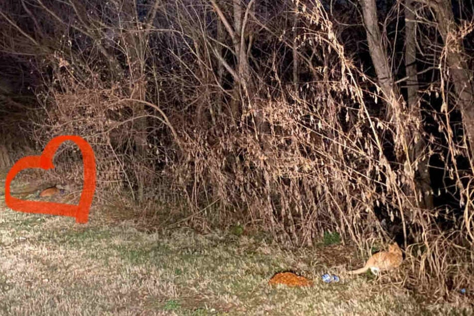 Klare Prioritäten: Um den, auf diesem Bild kaum sichtbaren Hund, machte Marissa Belle ein Herz. Die Katze bekam keines...