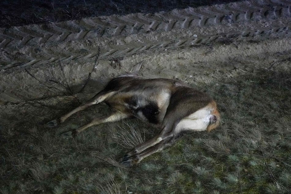 Der Reh-Kadaver lag im Straßengraben.