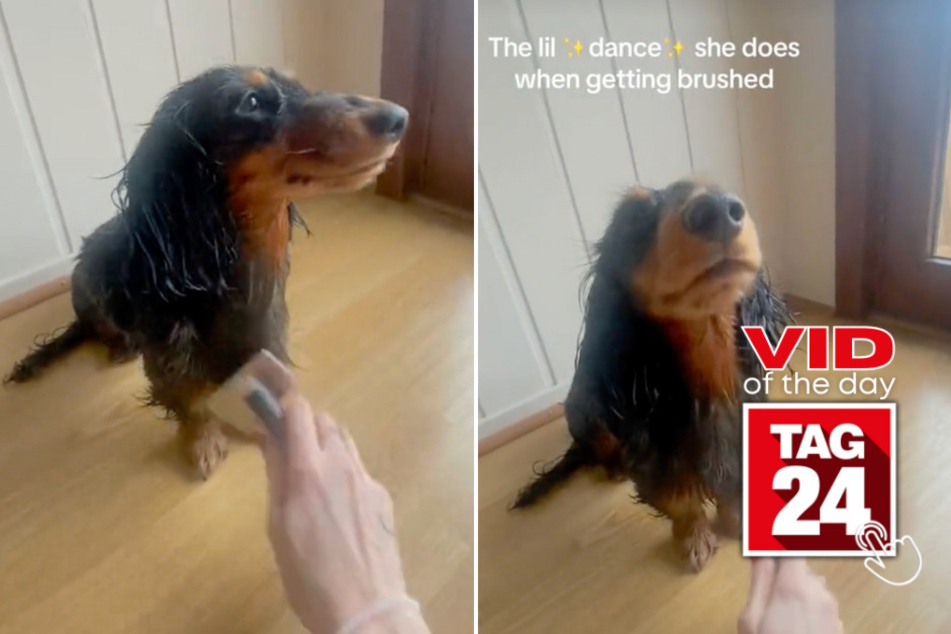 viral videos: Viral Video of the Day for March 19, 2024: Voguing dachshund loves to get pampered