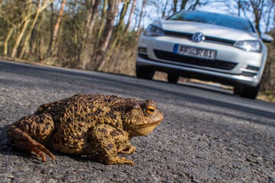 Kröten beispielsweise sollen Röhrentunnel bekommen, um Straßen überqueren zu können. (Symbolbild)