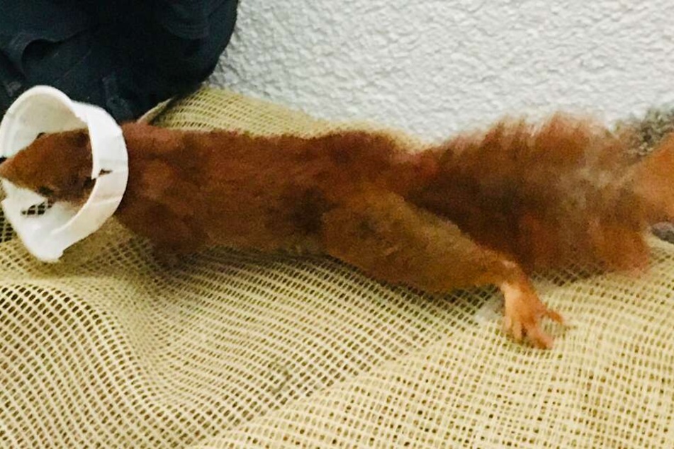 Missliche Lage: Das Tier kann sich nicht mehr aus der Halskrause befreien.