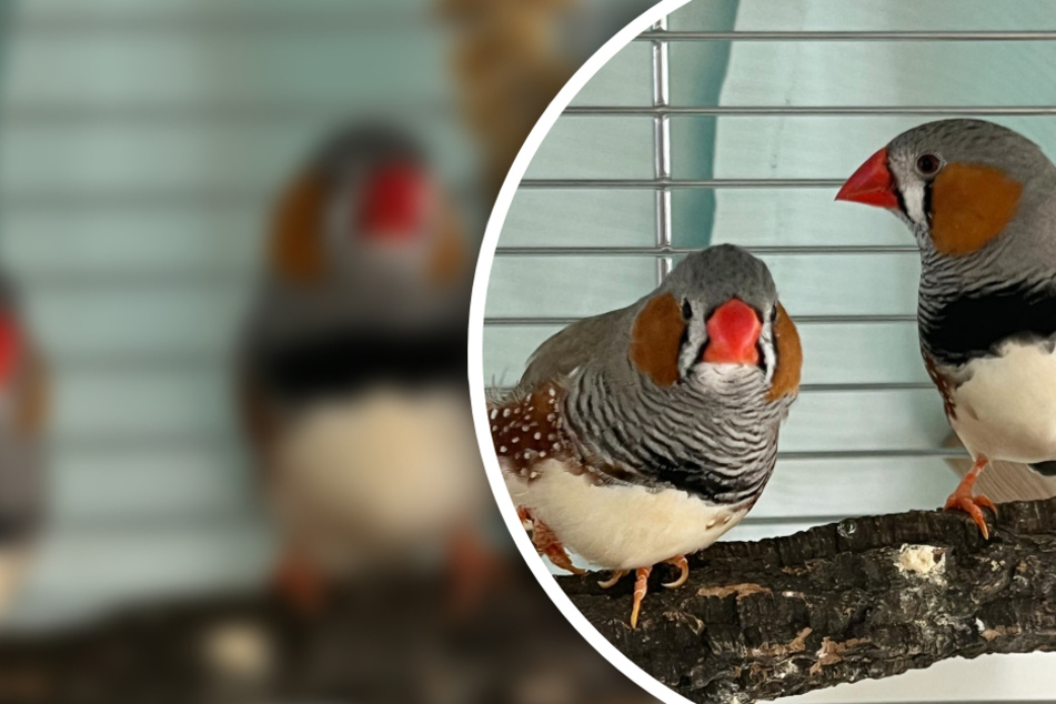 Diese Kerlchen haben den Schnabel voll! Helmut und Günter suchen neue Bleibe