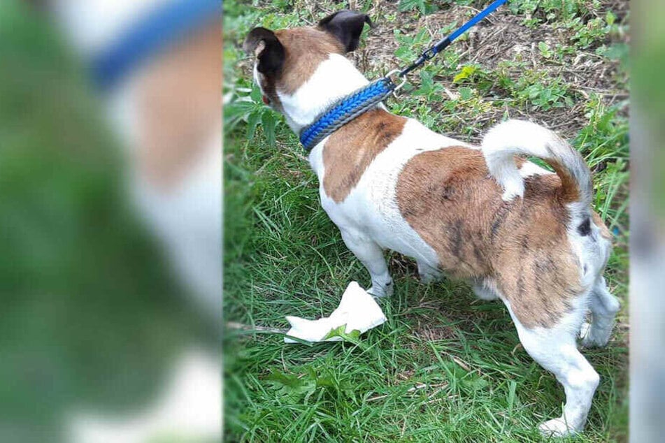 Eine Frau ließ ihren Hund im überhitzten Auto zurück.
