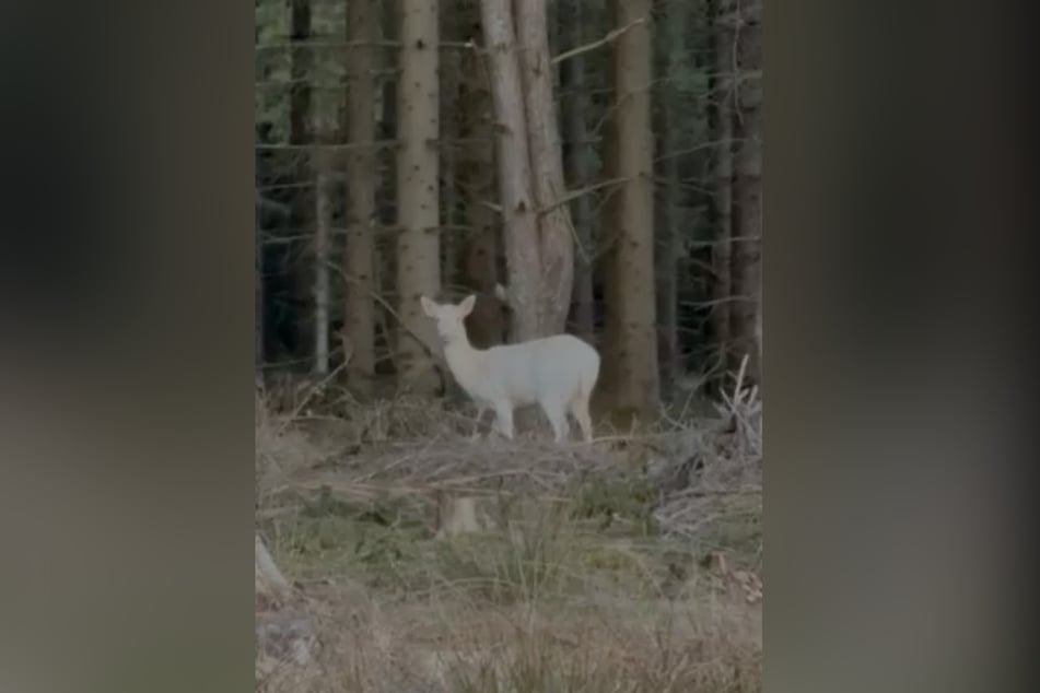Dieses Albino-Reh wurde am Donnerstagabend bei Sebnitz gesichtet.