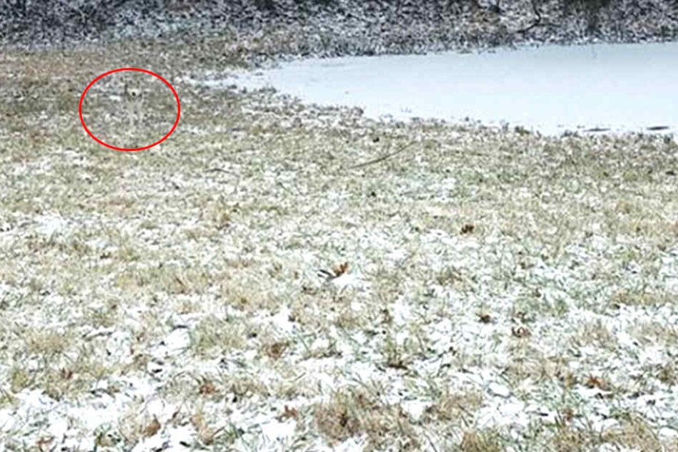 Der Husky (eingekreist) spielt mitten im Schnee.