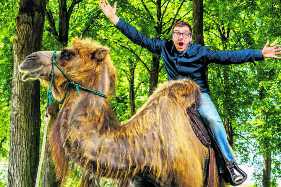 Verrückt! Hermann Tydecks geht in Zittau auf Kamelsafari - und hat Spaß
dabei.