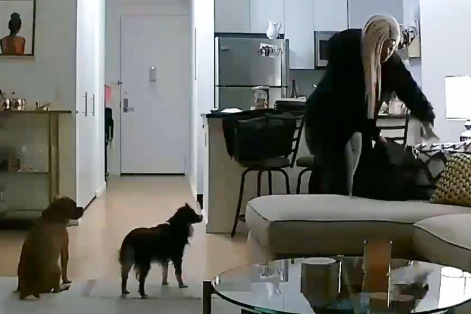 Die Hunde-Sitterin kümmerte sich nicht um die Tiere.