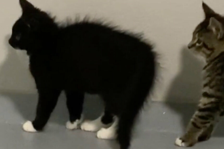 Katzen Fuhlen Sich Von Diesem Hund Bedroht Tag24