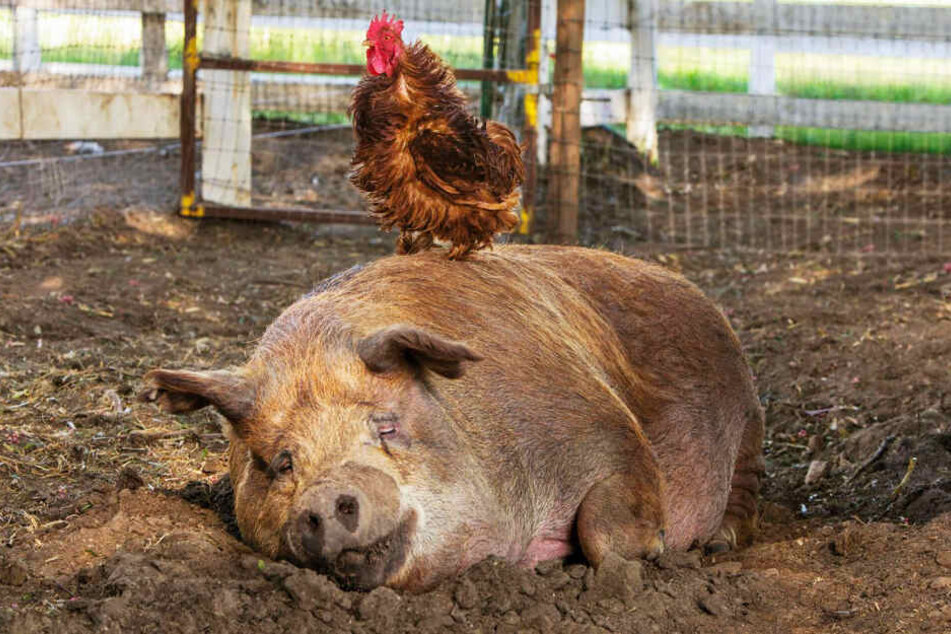 Hunderte Tiere leben auf der Farm. Das gewitzte Duo aus Hahn und Schwein zählt zu den Sympathieträgern des Films.