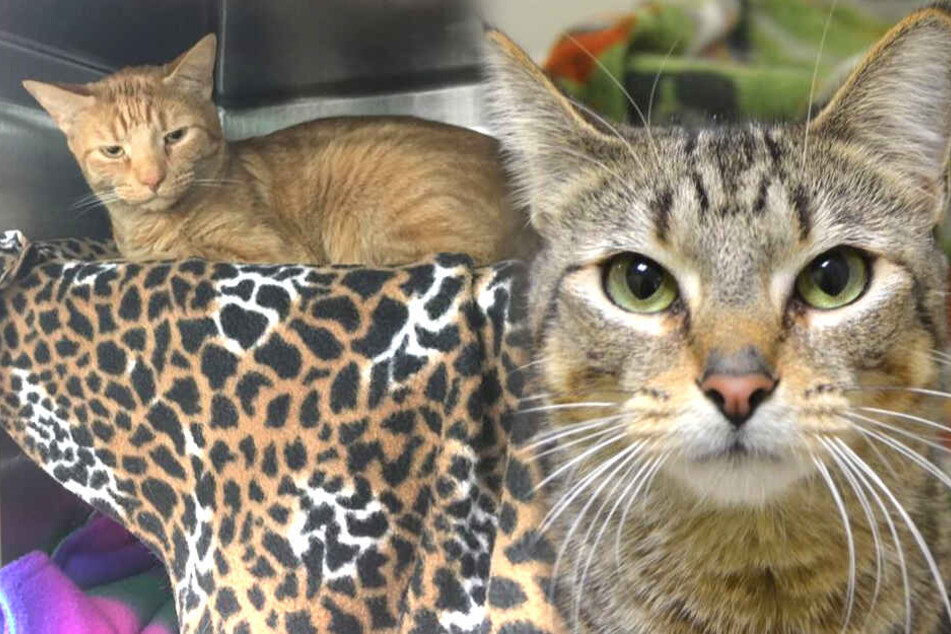 Zwei der Miezen aus dem US-amerikanischen Tierheim.