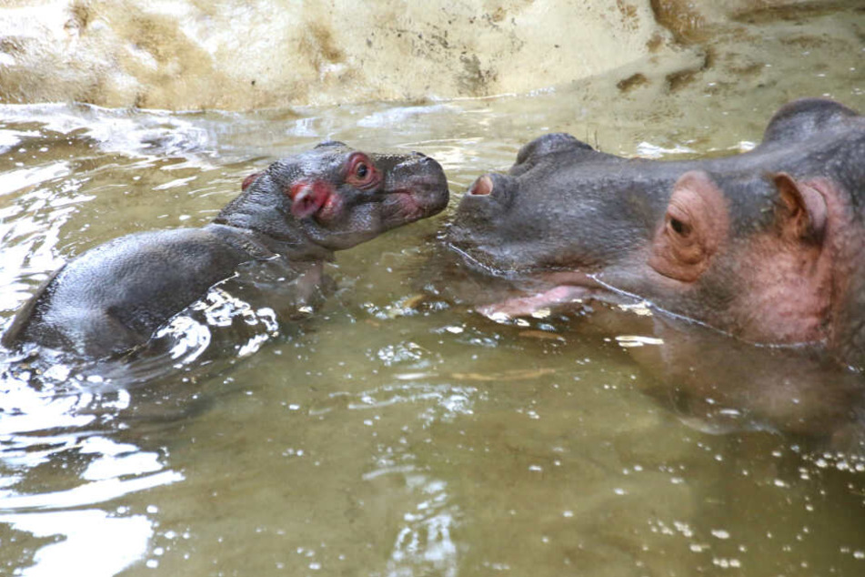 8. Januar: Flusspferd Kathy mit ihrem Nachwuchs, der am Vortag zur Welt gekommen war.