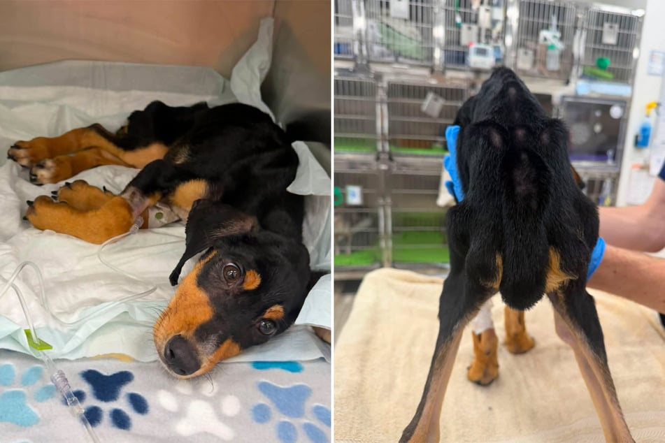 Ein Tierarzt stellte bei dem Mischlingswelpen ein extremes Untergewicht fest - welches schließlich zum Tod des Hundes führte.