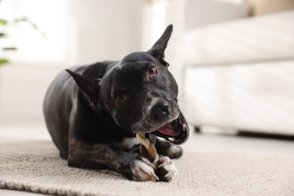 Finde heraus, warum Dein Hund ungewöhnliche Sachen frisst, um dagegen vorzugehen.