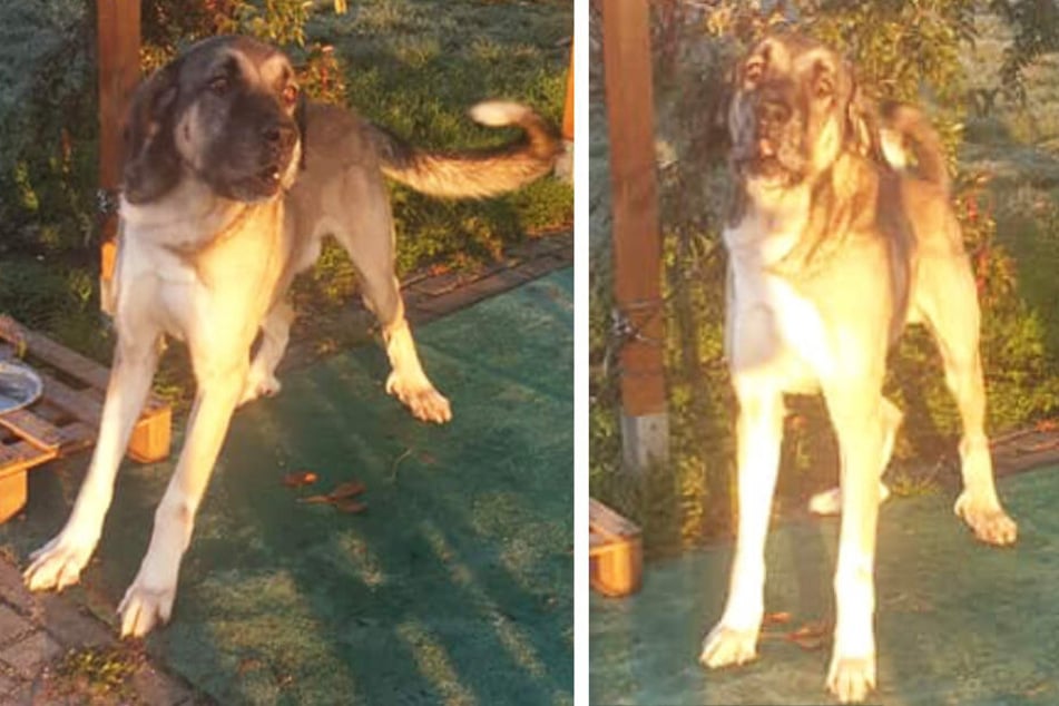 Dieser Kangal wurde rücksichtslos im Delitzscher Tierheim zurückgelassen.