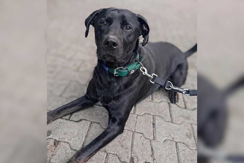 Mischlingsrüde Hardy ist schätzungsweise 2022 geboren und damit etwa drei bis vier Jahre alt.