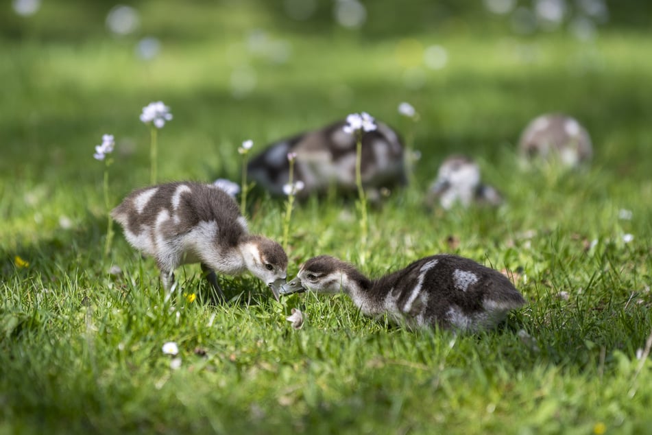 Mit braunem Gefieder sehen die Gänseküken süß aus.
