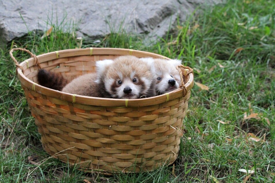 Der Zwillingsnachwuchs bei den Roten Pandas hat seine ersten Lebenswochen dagegen im Verborgenen verbracht. Auch für die kleinen Racker werden nun Namen gesucht.