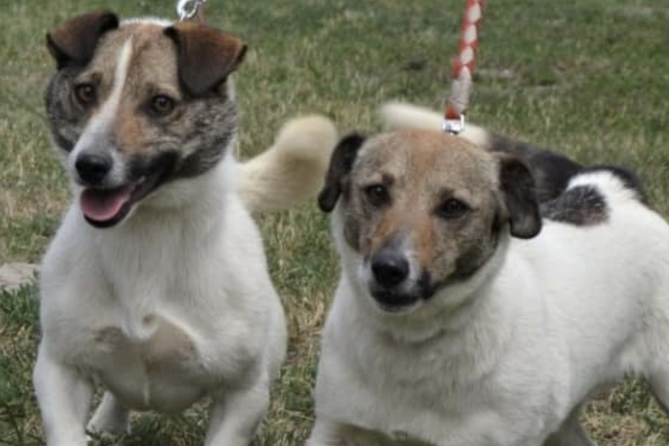Die beiden Terrier sehen sich sehr ähnlich - das Tierheim geht davon aus, dass das Pärchen verwandt ist.