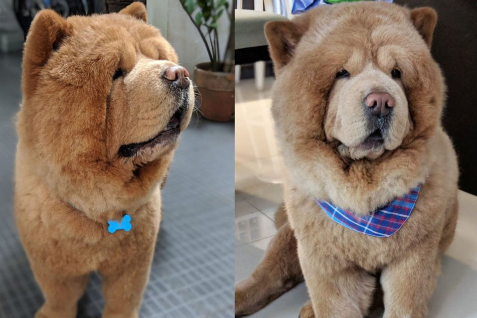 Hund sieht aus wie Teddybär und wird zum Instagram-Star