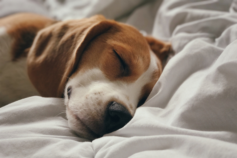 A sleeping beagle is a happy and endlessly adorable beagle.