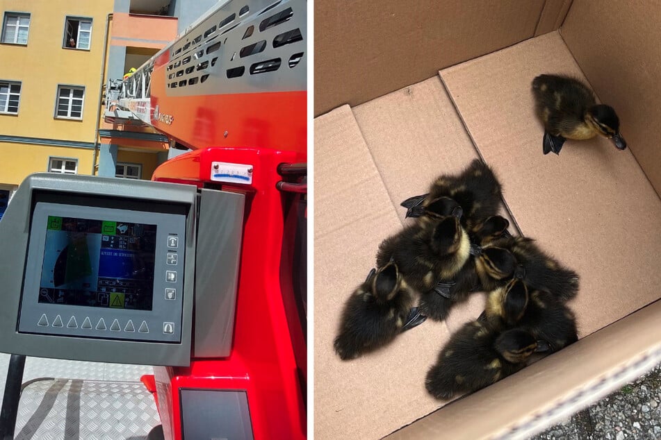 Ente gut, alles gut? Feuerwehr rettet tierische Familie vor Krähen-Attacke