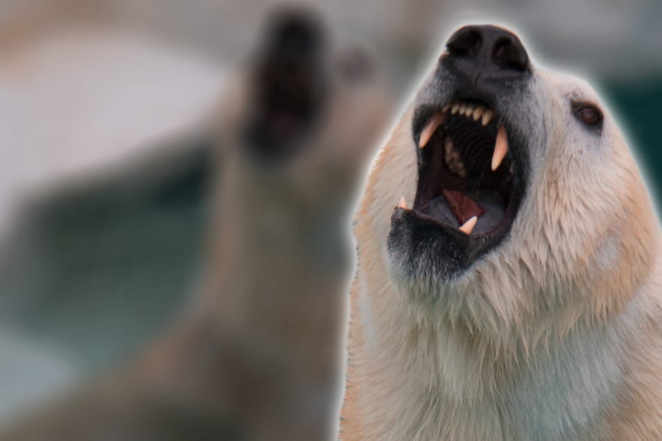 En el último segundo: ¡un hombre salta sobre un oso polar para salvar a su mujer!