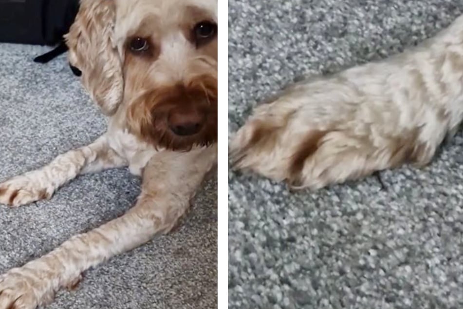 Puppy gets coy and hides a silly secret in paw-some TikTok video