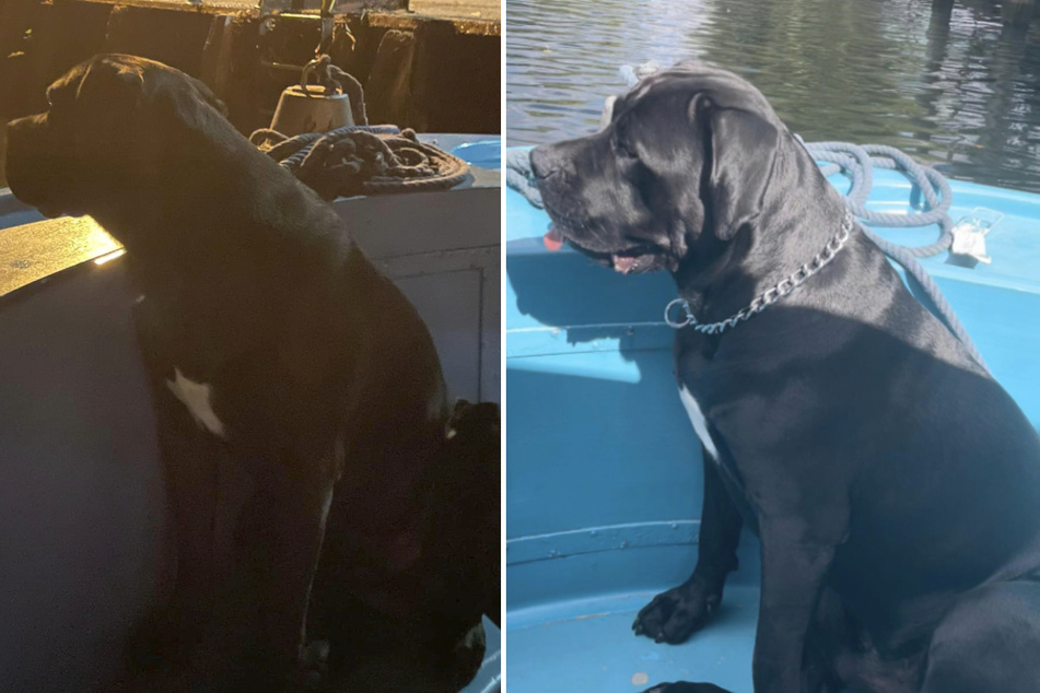 60-Kilo-Hund stürzt bei Bootsausflug ins Wasser: Junger Mann wird zum Helden