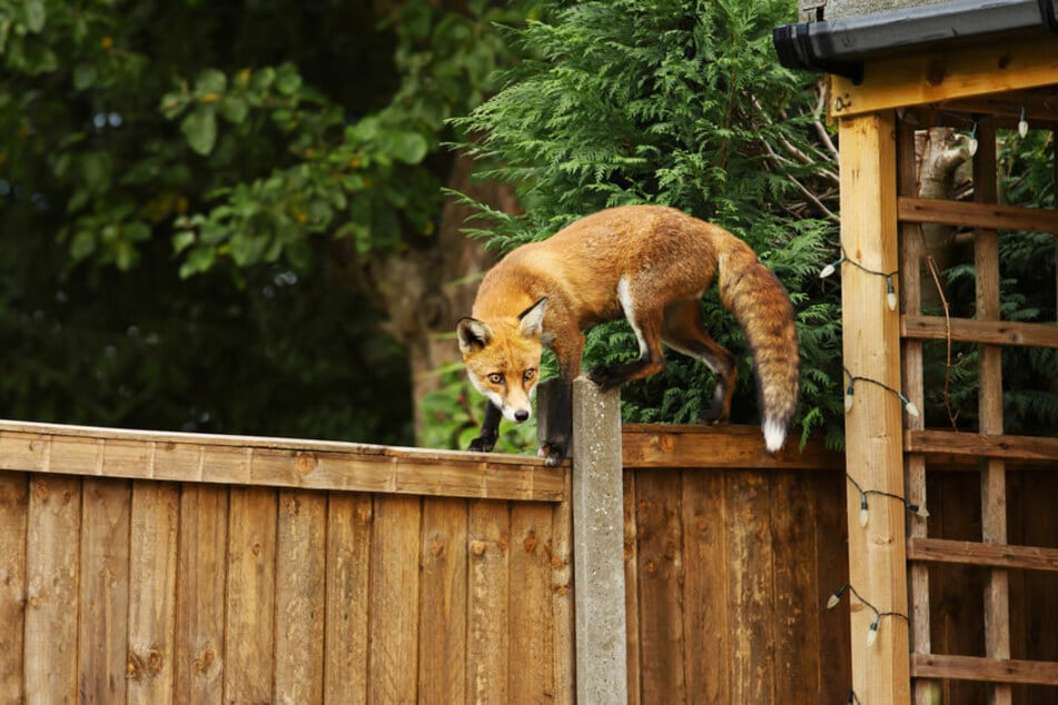 Der Fuchs schlich sich über den Balkon einfach ins Hotelzimmer. (Symbolbild)