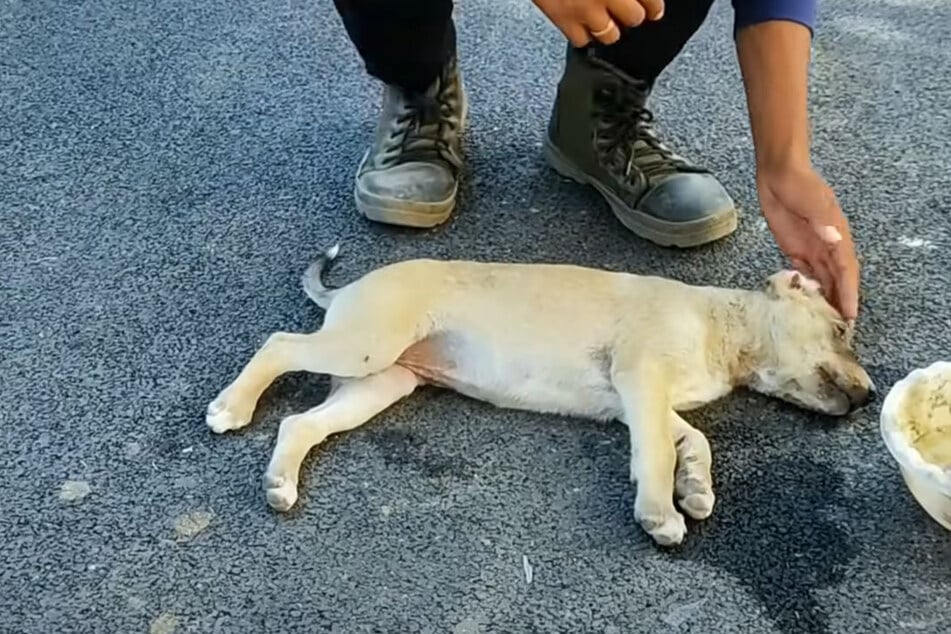 Kleiner Hund liegt nach Unfall tagelang nur noch da: Was dann geschieht, berührt so viele