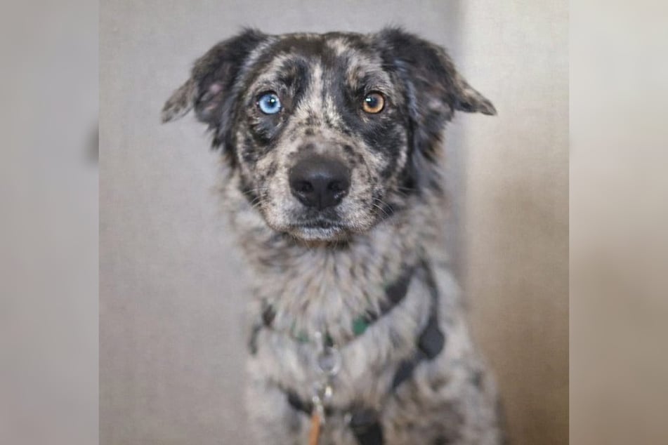 Mischlingsrüde Brian ist im Dezember 2024 geboren und damit rund 14 Monate alt.