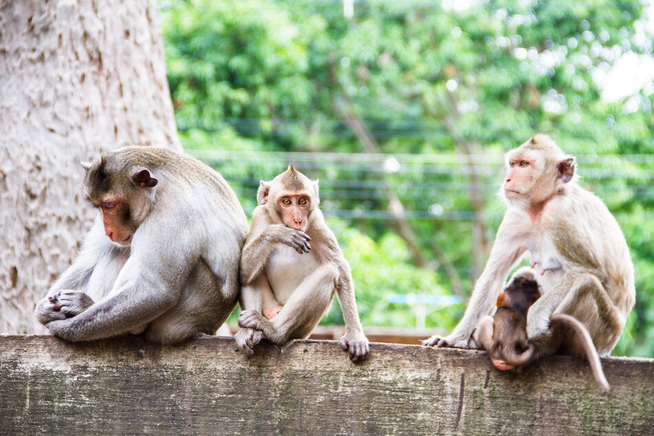 Neuralink-Rhesusaffen werden laut dem PRCM nur 7,25 Jahre alt. Normalerweise können die Primaten auch in Gefangenschaft ein Alter von etwa 25 Jahren erreichen. (Symbolfoto)